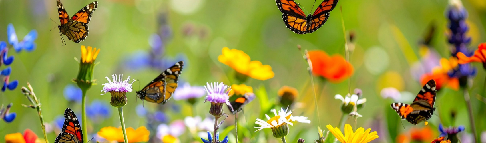Frühling & Sommer